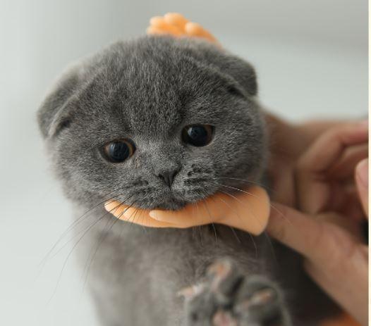 猫 おもちゃ ミニチュア 手 指おもちゃ ねこじゃらし 手模型 猫用マッサージ