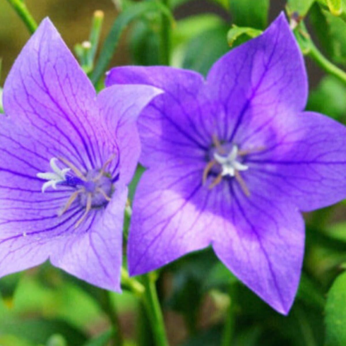 添田さま専用ページ　　アポイ桔梗　ききょう　紫色　多年草　4枚目画像2ポット　秋の七草で知られ秋の花のイメージです。