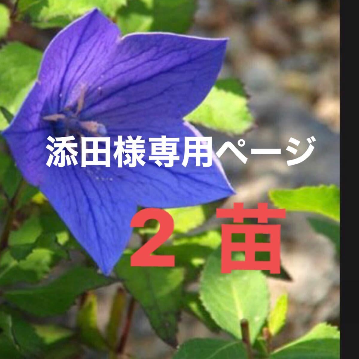 添田さま専用ページ　　アポイ桔梗　ききょう　紫色　多年草　4枚目画像2ポット　秋の七草で知られ秋の花のイメージです。