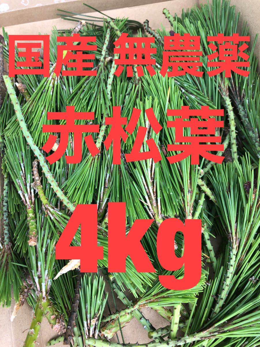 国産無農薬 赤松葉4kg 枝付き