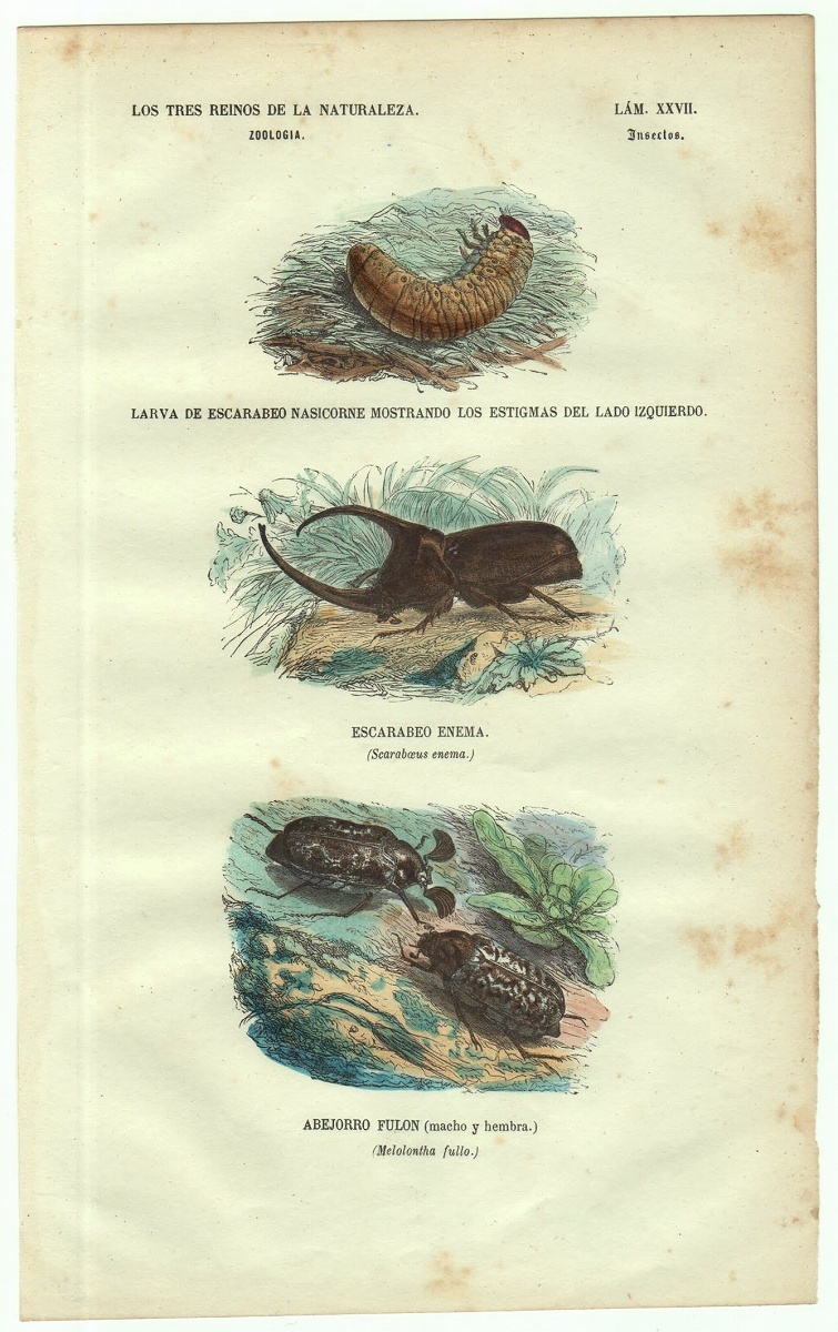 1837年 スペイン 博物図鑑 鋼版画 手彩色 Pl.27 コガネムシ科 パンカブト ヨーロッパヒゲコガネ 博物画_画像1