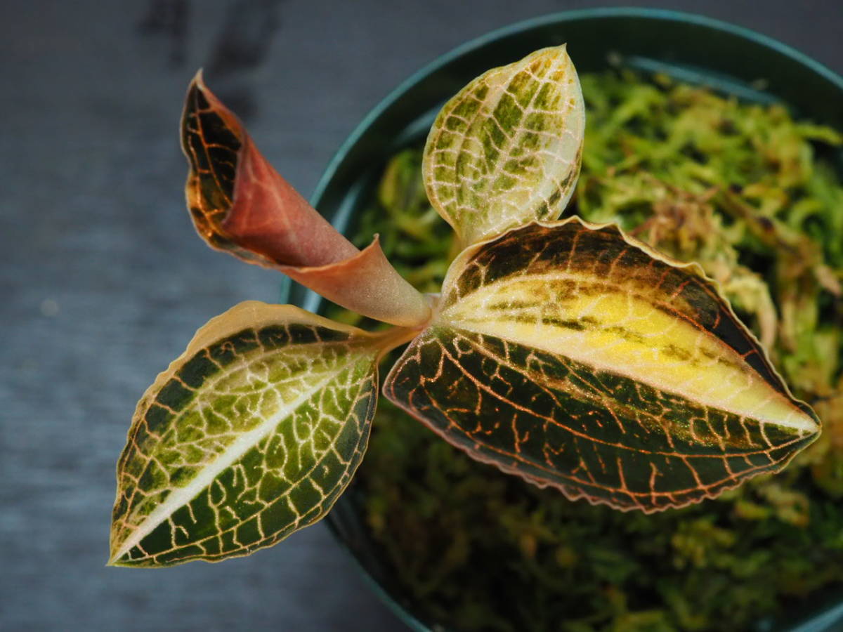 アネクトキルス 斑入 (Anoectochilus sp. variegated) ジュエル アネクトキルス 斑入 (Anoectochilus sp. variegated) ジュエル