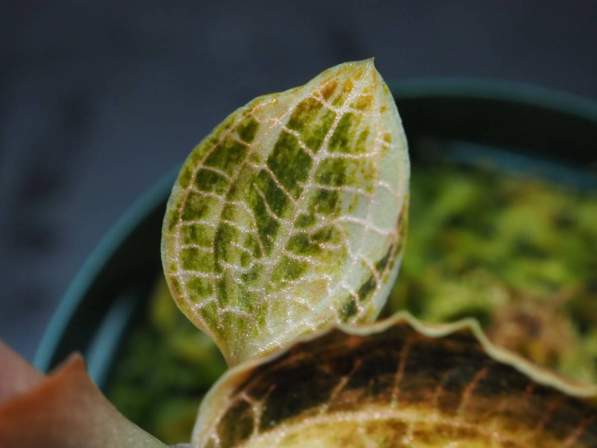 アネクトキルス 斑入 (Anoectochilus sp. variegated) ジュエル アネクトキルス 斑入 (Anoectochilus sp. variegated) ジュエル