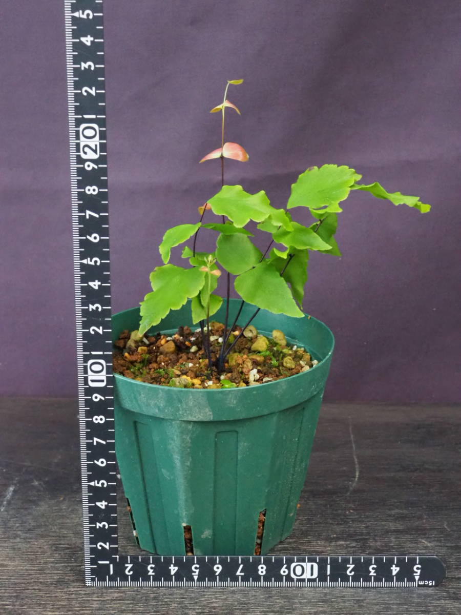 アジアンタム マクロフィラム Adiantum Macrophyllum 最新のデザイン Adiantum