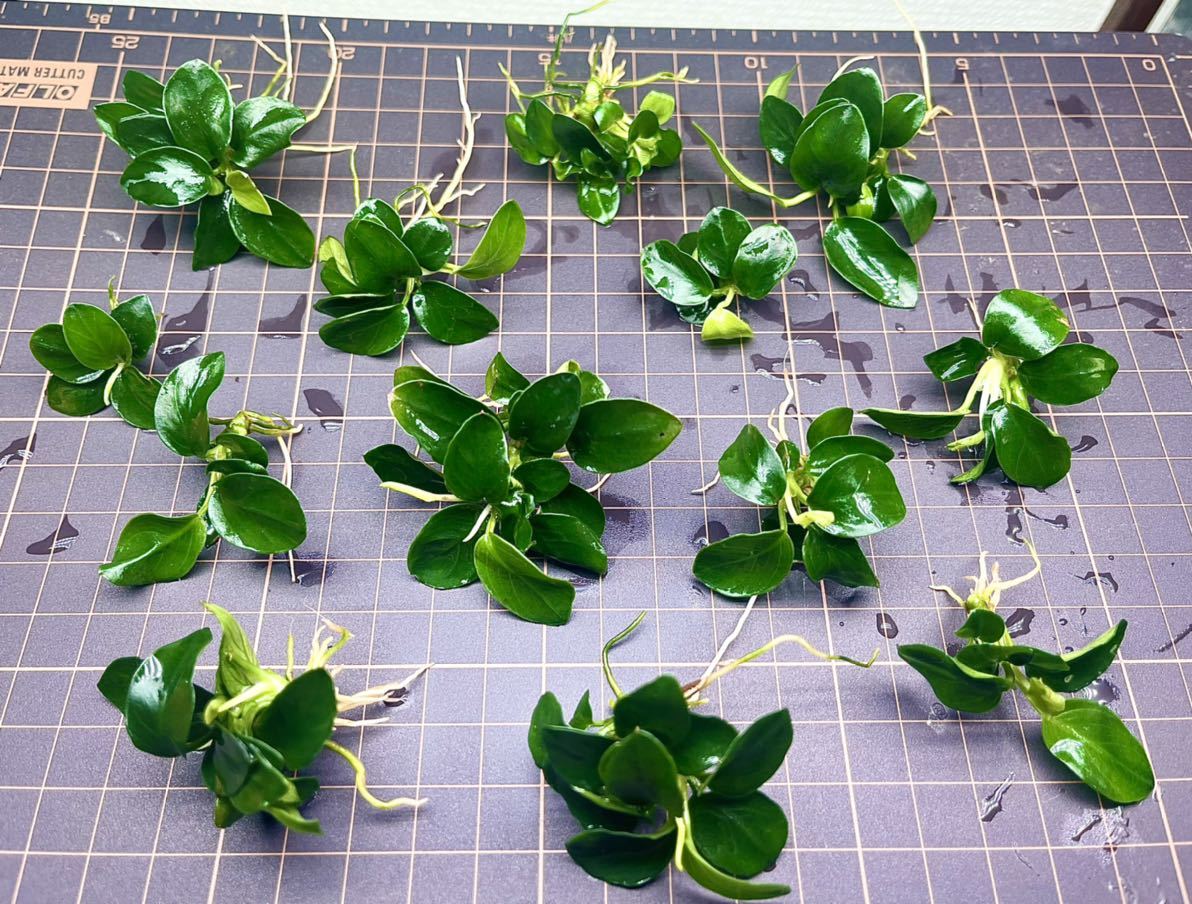 本日限定 特別セール 水草 アヌビアス ナナプチ新型丸葉 大量