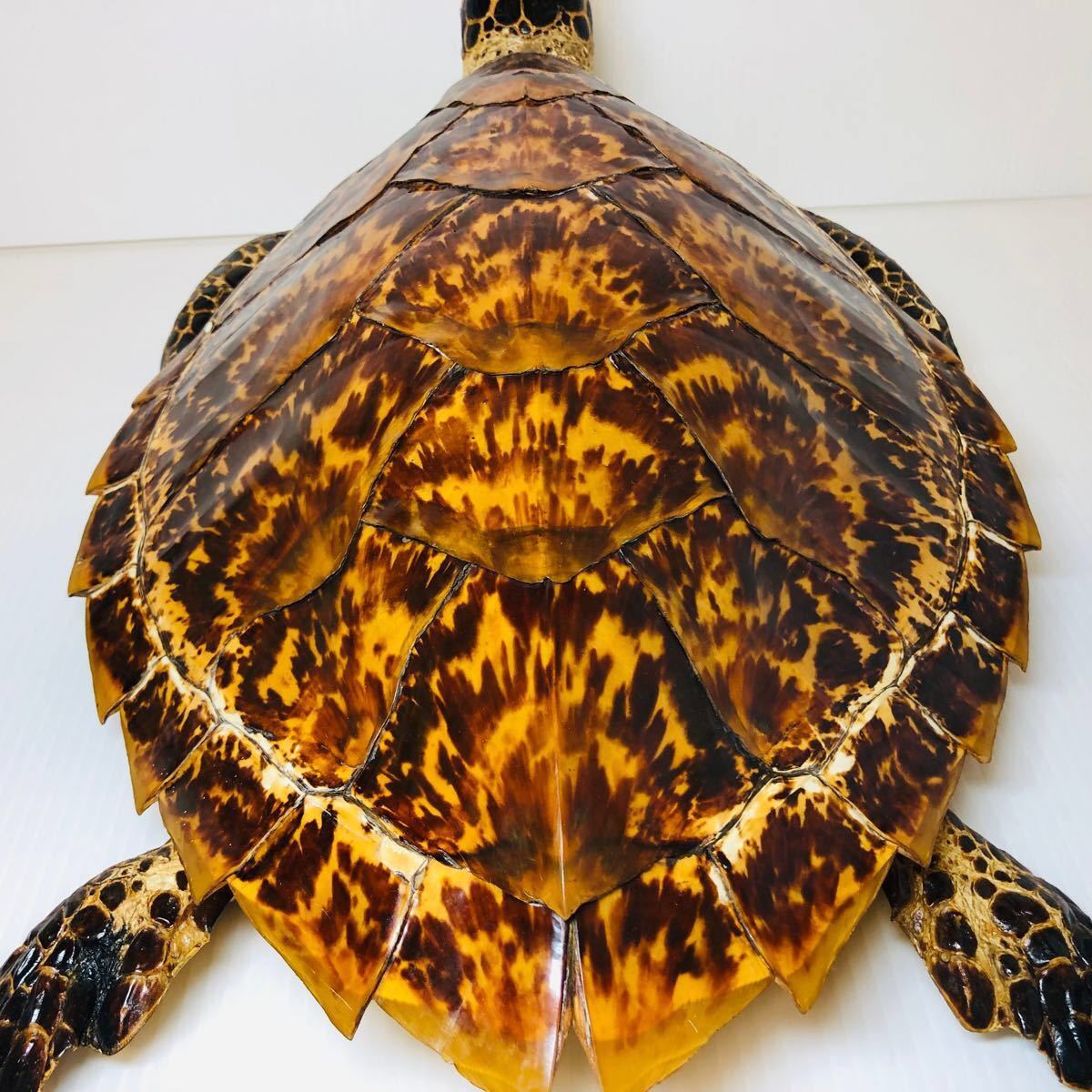 状態良好】即日発送】タイマイ 鼈甲 亀 壁掛け ウミガメ カメ 状態良好】即日発送】タイマイ 鼈甲 亀 壁掛け ウミガメ カメ