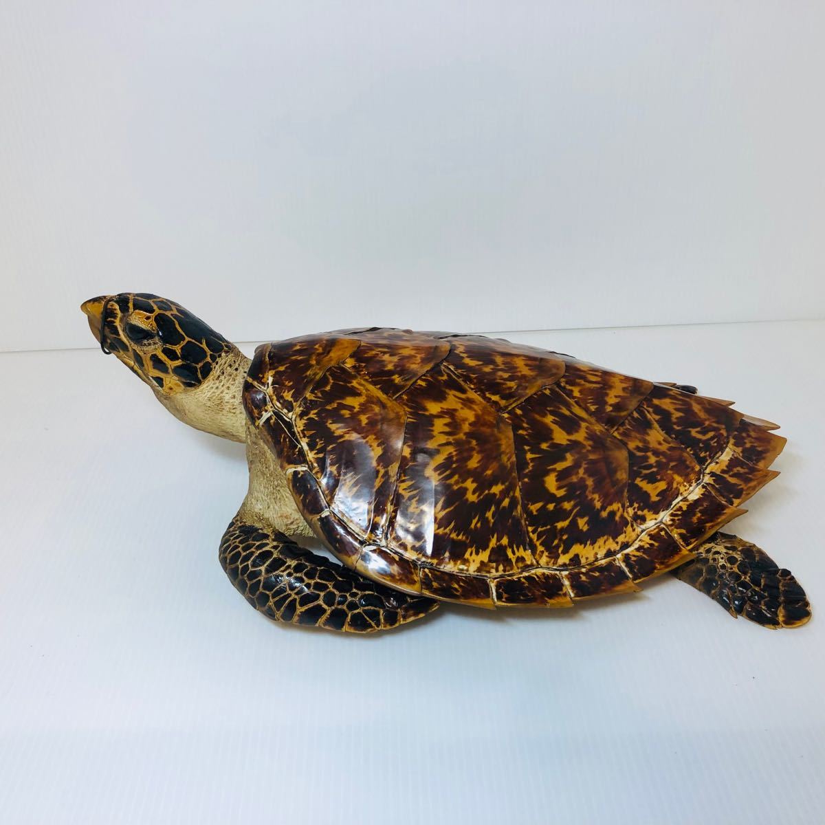 状態良好】即日発送】タイマイ 鼈甲 亀 壁掛け ウミガメ カメ 状態良好】即日発送】タイマイ 鼈甲 亀 壁掛け ウミガメ カメ