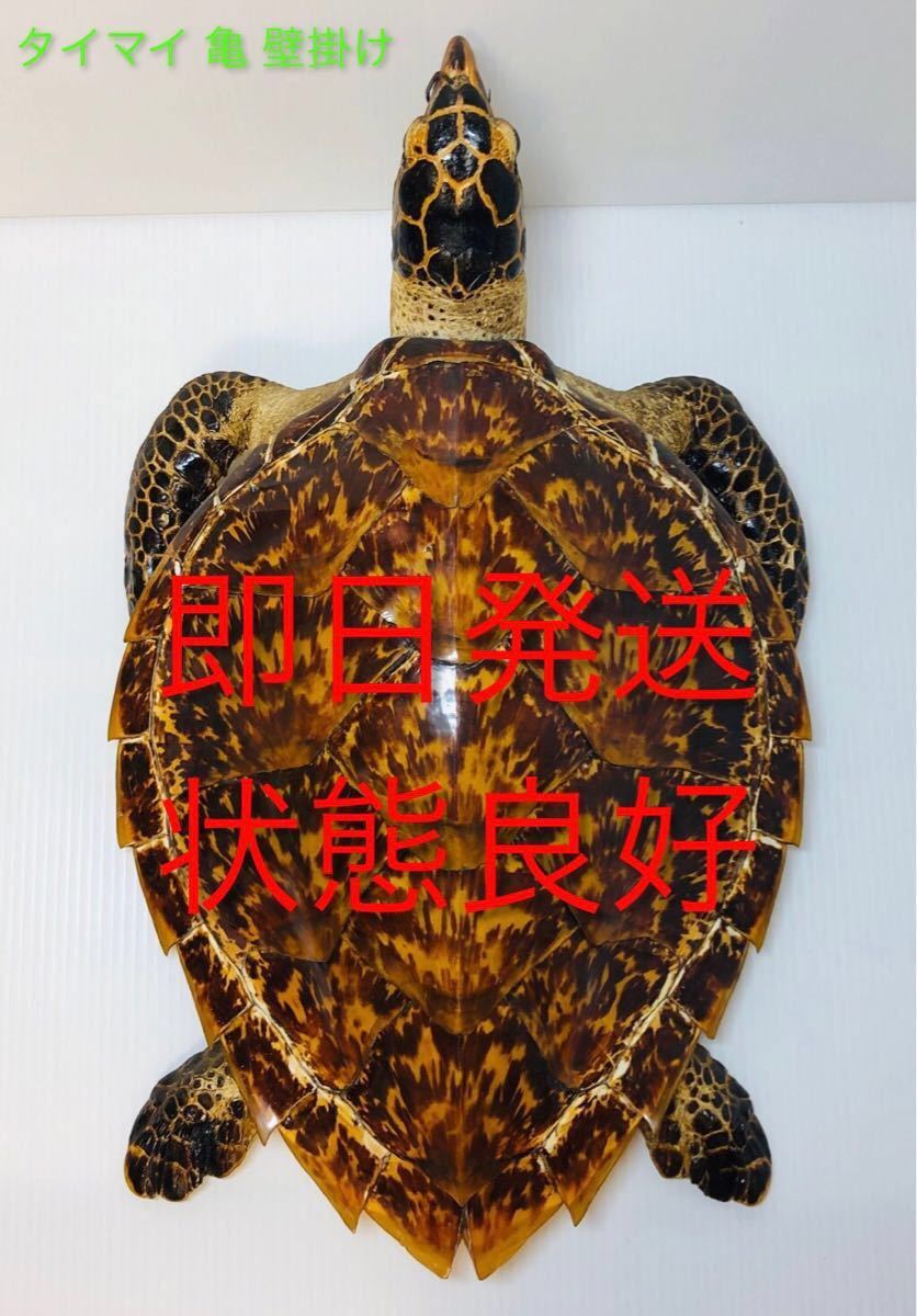 状態良好】即日発送】タイマイ 鼈甲 亀 壁掛け ウミガメ カメ 状態良好】即日発送】タイマイ 鼈甲 亀 壁掛け ウミガメ カメ