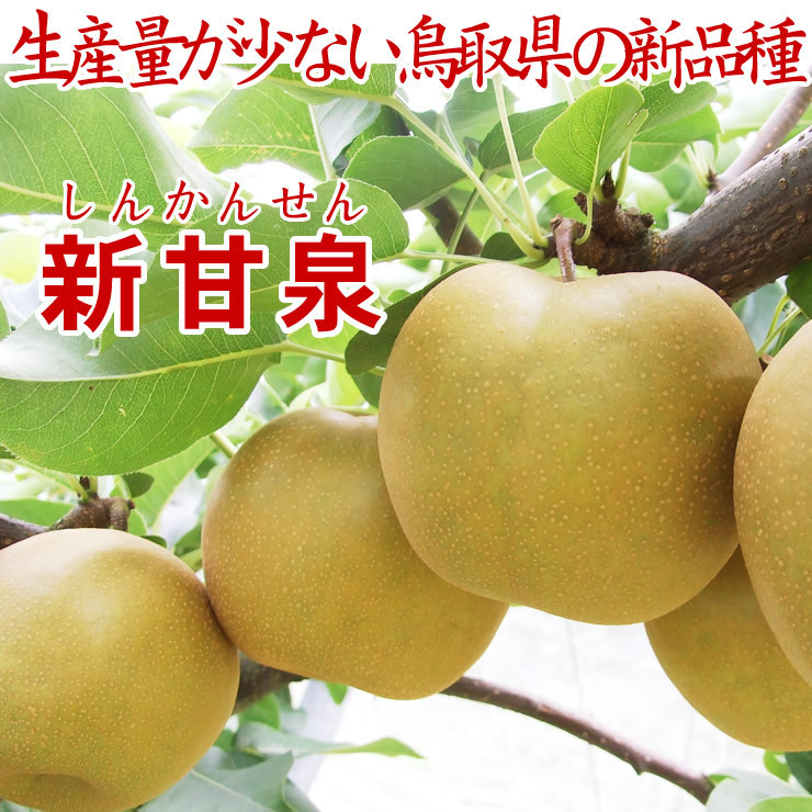 早期送料無料☆即決☆鳥取県産 新甘泉【8月末～9月中旬予約順に出荷】5ｋｇ箱10～18玉入なしナシ梨20世紀しんかんせん新5_画像2