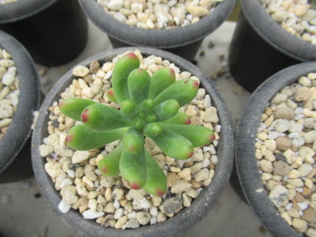 多肉植物　ルビーティント_画像2