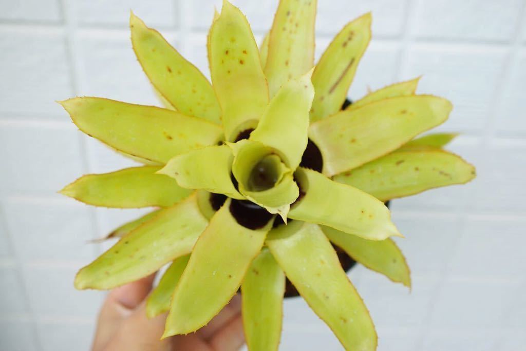 Quesnelia tubifolia ケスネリア ブロメリア_画像4