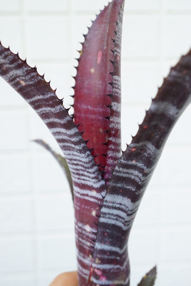 Billbergia 'Obi-Wan' Lisa Vinzant hyb ビルベルギア ブロメリア_画像5