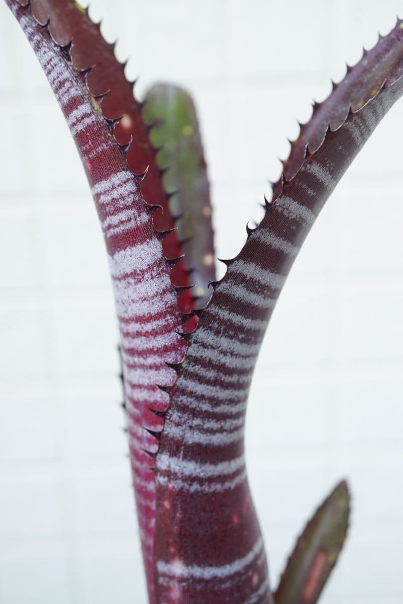 Billbergia 'Obi-Wan' Lisa Vinzant hyb ビルベルギア ブロメリア_画像6