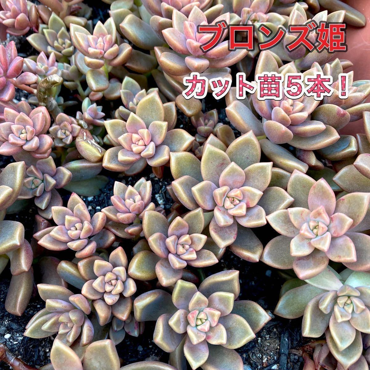 多肉植物☆ブロンズ姫☆カット苗☆5個！_画像1