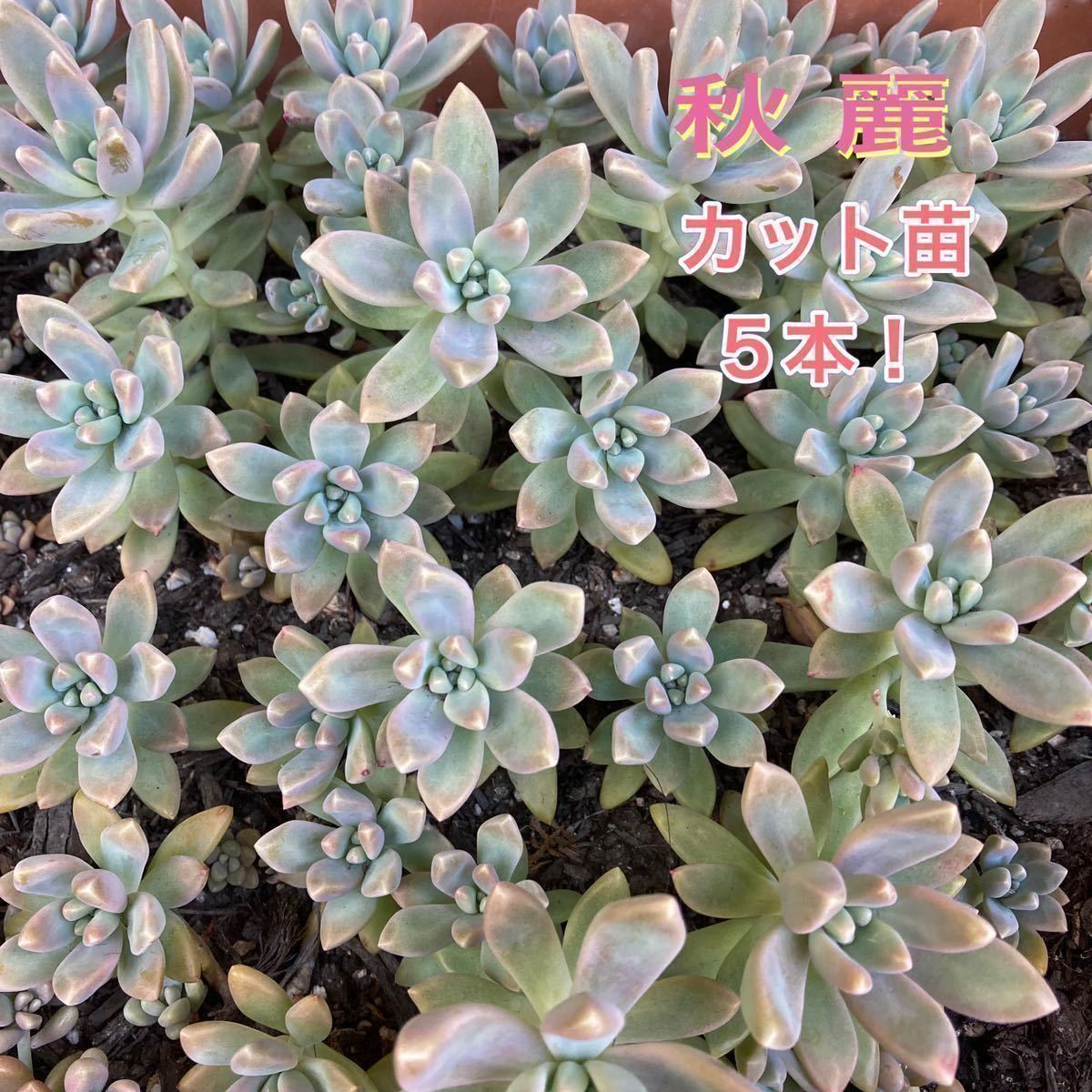 多肉植物☆秋麗☆カット苗☆5個！_画像1