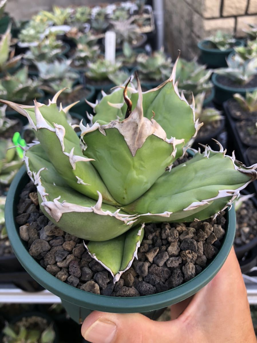 ヤフオク! - アガベ チタノタ 旧来白鯨 国産白鯨 国産株 agave