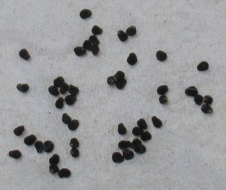 亀甲牡丹♀ｘ変わり疣牡丹（ボロブドール）♂　種子３０粒　アリオカルプス　ロゼオカクタス_画像1