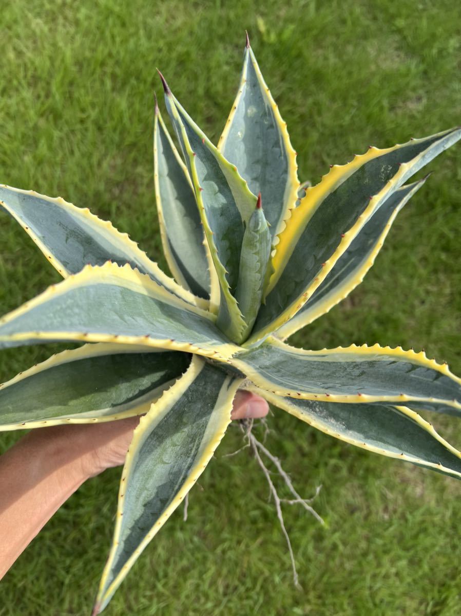 【NEW】AGAVE アガベ アメリカーナ錦 アメリカーナ 斑入り 極上斑 送料無料 ドライガーデン ロックガーデン