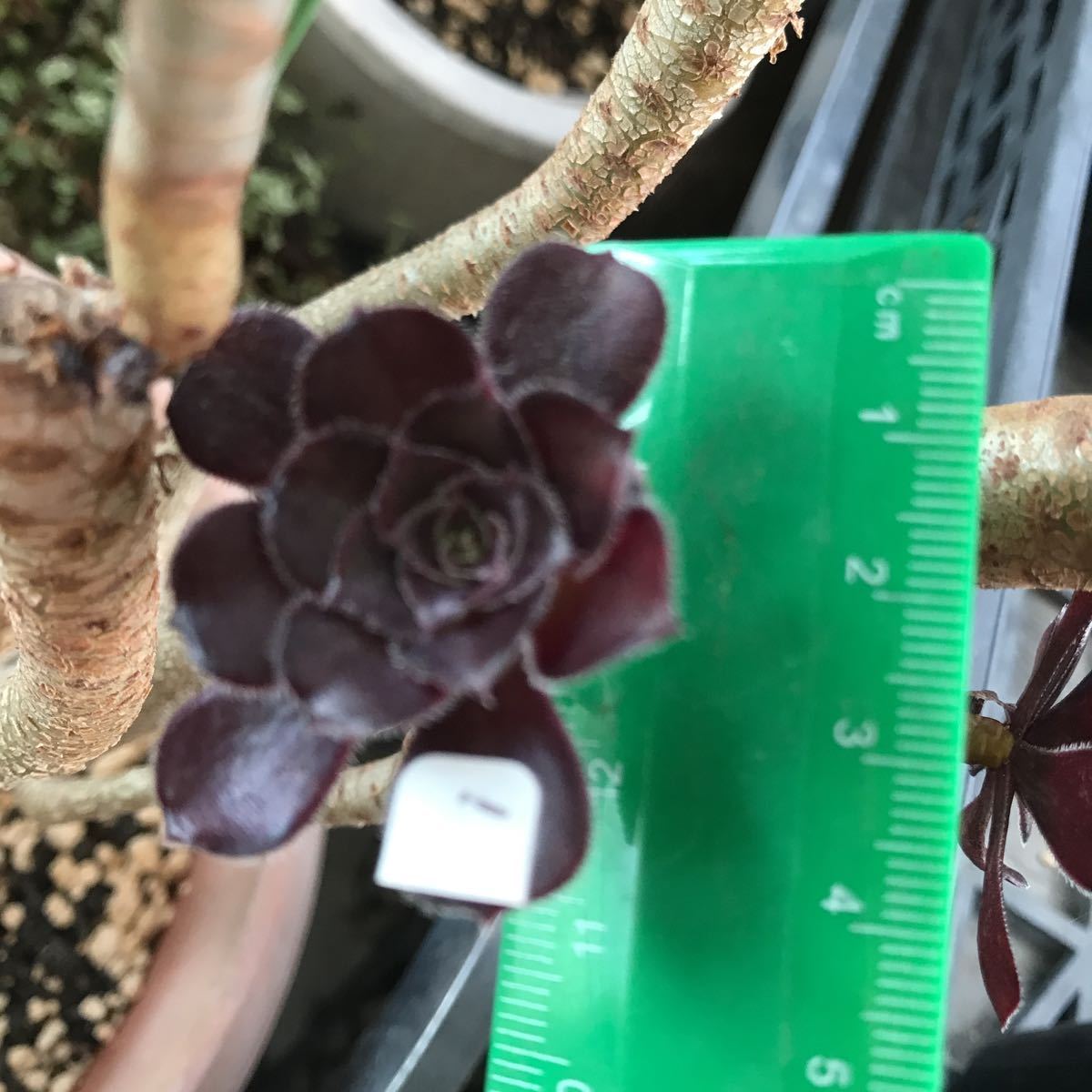 激安超特価 多肉植物 黒法師 1カット Www iwearparts Com 激安超特価 多肉植物 黒法師 1カット Www iwearparts Com