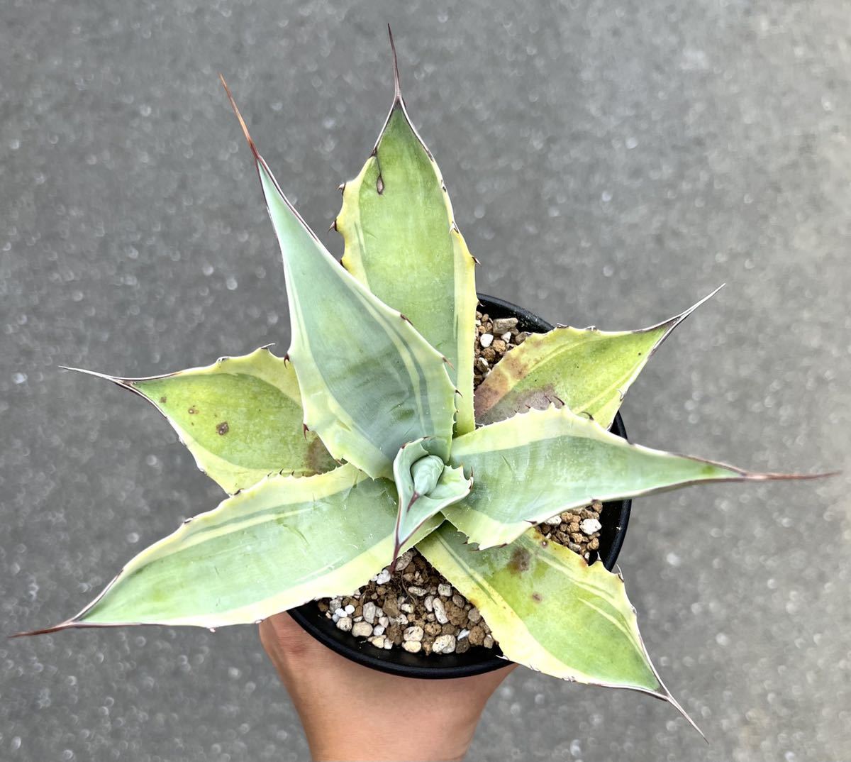 オバティフォリア オルカ アガベ 斑入り 錦 多肉植物 | accentdental