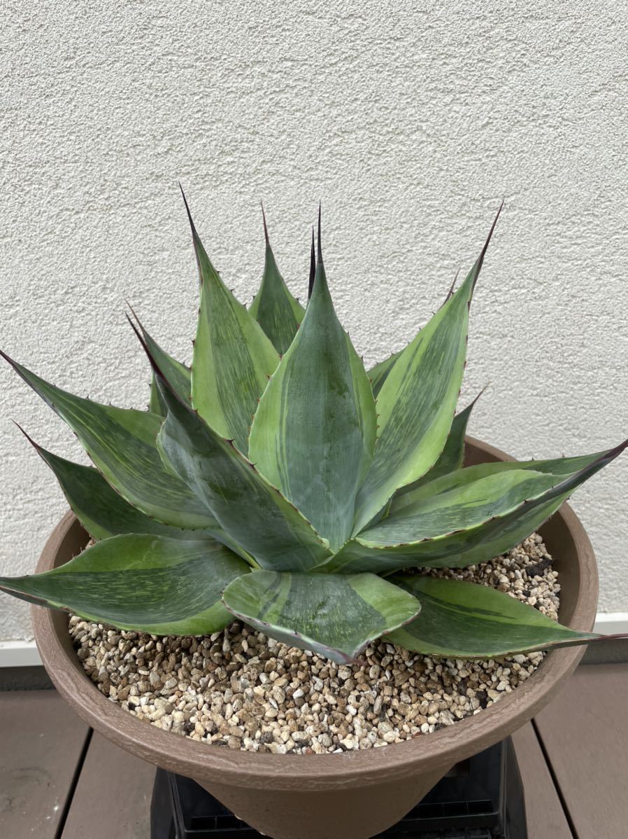 アガベ オバティフォリア キラー Agave ovatifolia Killer-