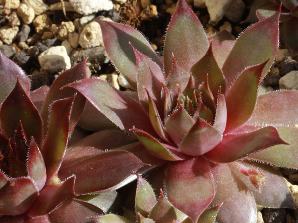 輸入センペルビブムhopi レア Sempervivum センペル センペルビウム センペルビューム 多肉植物 高山植物 楽天最安値に挑戦 多肉植物 輸入センペルビブムhopi レア Sempervivum センペル センペルビウム センペルビューム 多肉植物 高山植物 楽天最安値に挑戦 多肉植物