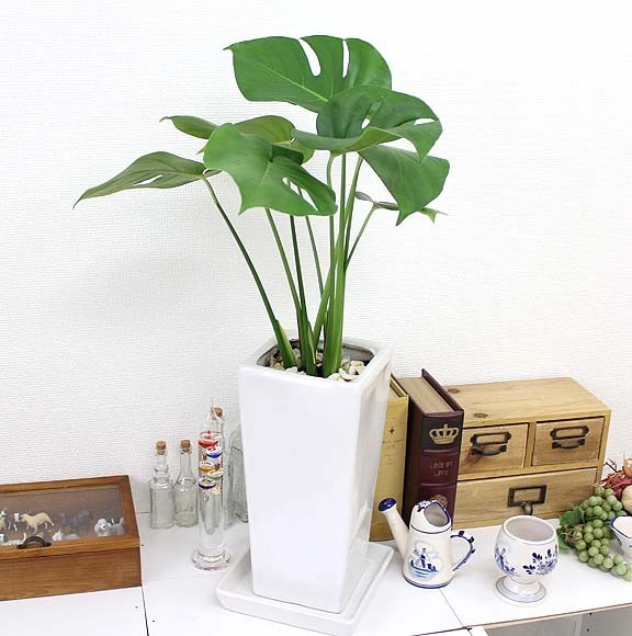  monstera 6 number white ceramics pot [ strut ] free shipping 