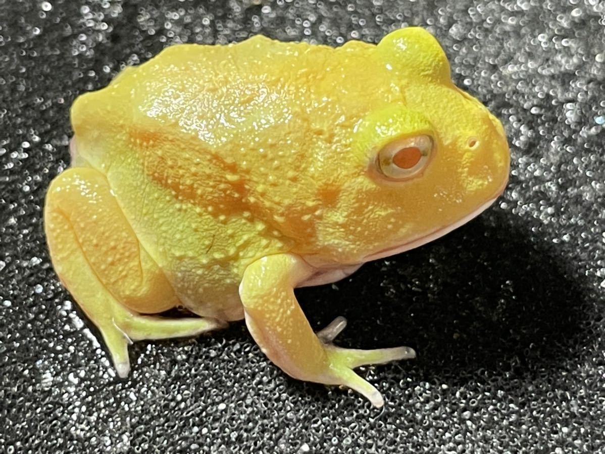 Bears Frog】極美個体!!クランウェルツノガエル レモン フル Bears Frog】極美個体!!クランウェルツノガエル レモン フル