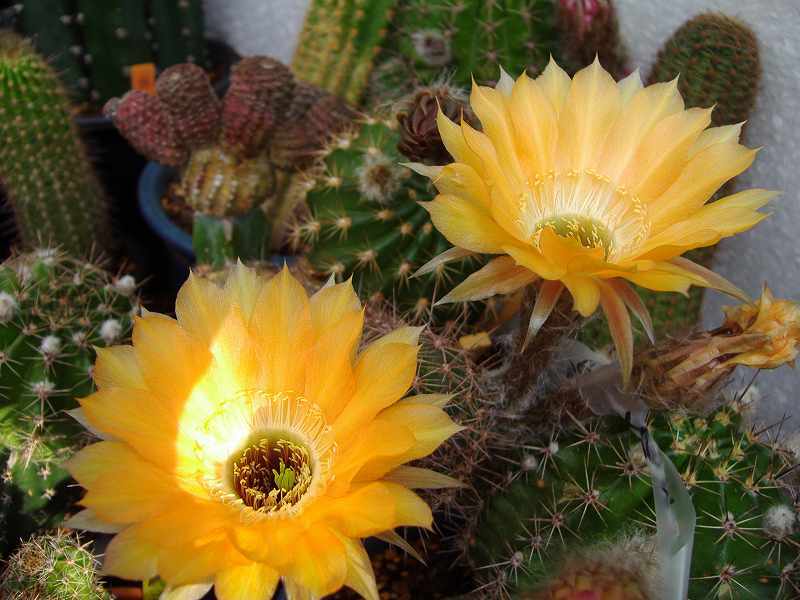 杏丸 MM6 MAISON MARGIELA×Salomon(エムエムシックス メゾン