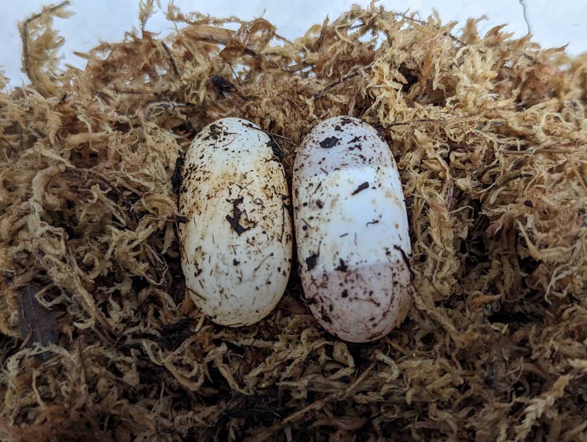 ヤエヤマイシガメの卵2個 八重山石亀、ミナミイシガメ ⑦