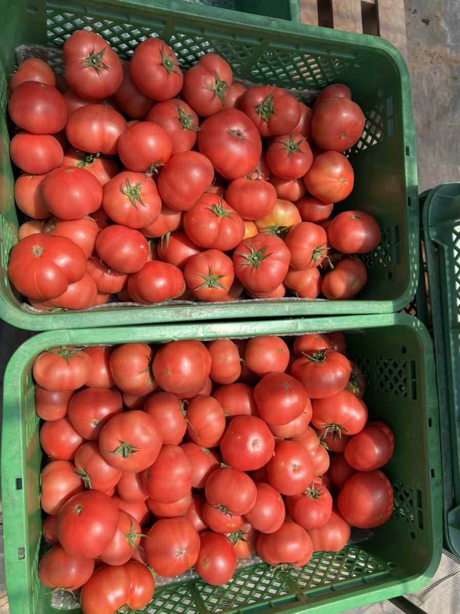 減農薬栽培　大玉トマト【麗月】C級品_画像2