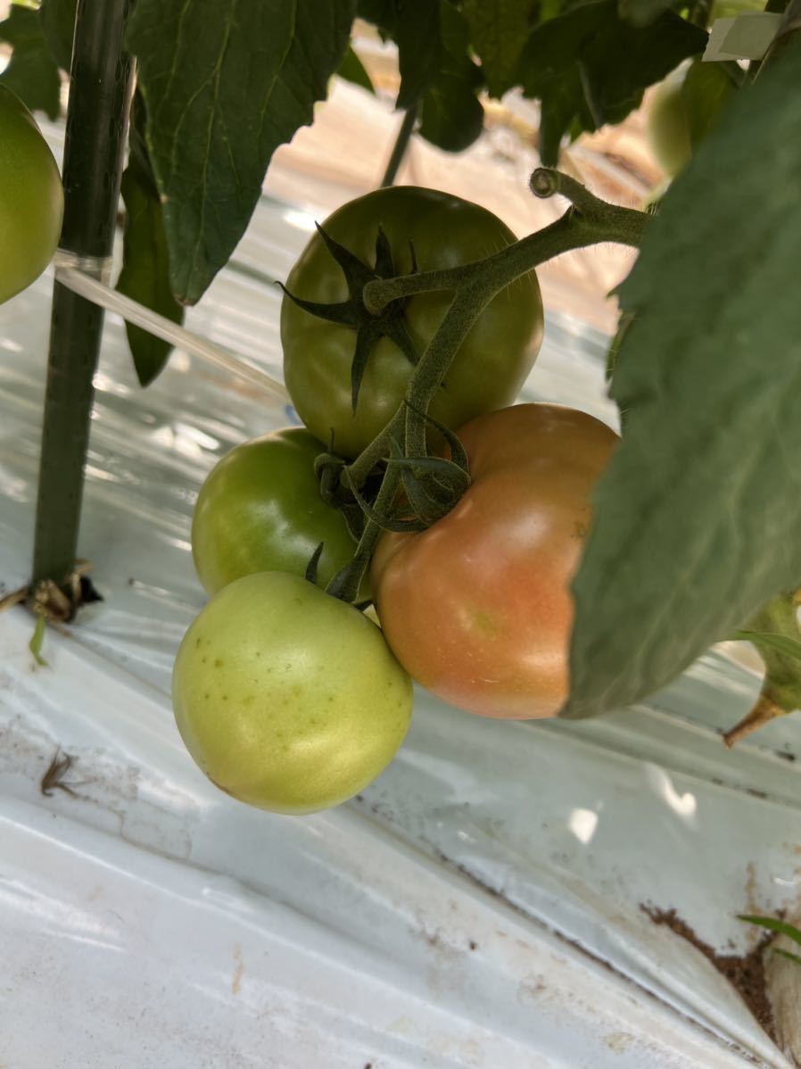 減農薬栽培　大玉トマト【麗月】C級品_画像4