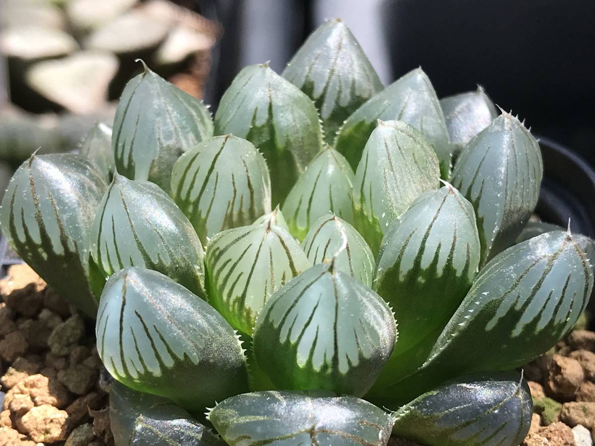 多肉植物 ハオルチア 山田ブラックオブツーサ _画像3