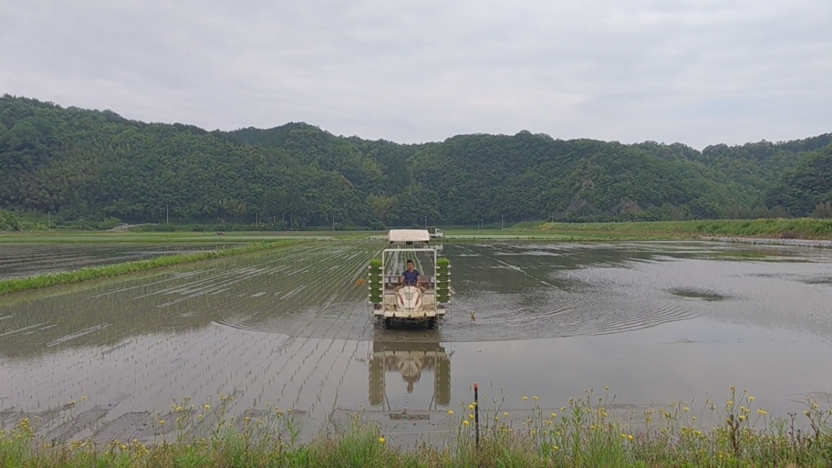 令和3年産 新米いのちの壱30kg玄米 減農薬減化学肥料 食味スコアSランク_画像5