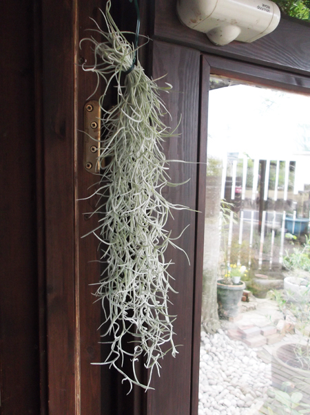 チランジア ウスネオイデス 40cm Tillandsia usneoides スパニッシュモス 太葉 直営限定アウトレット 太葉 チランジア ウスネオイデス 40cm Tillandsia usneoides スパニッシュモス 太葉 直営限定アウトレット 太葉