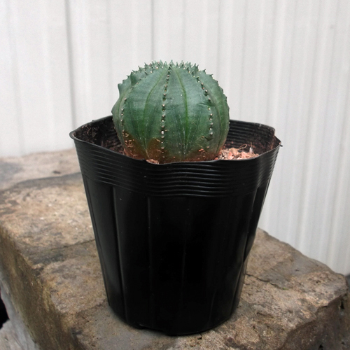 ユーフォルビア・オベサ（Euphorbia obesa）2.5号　