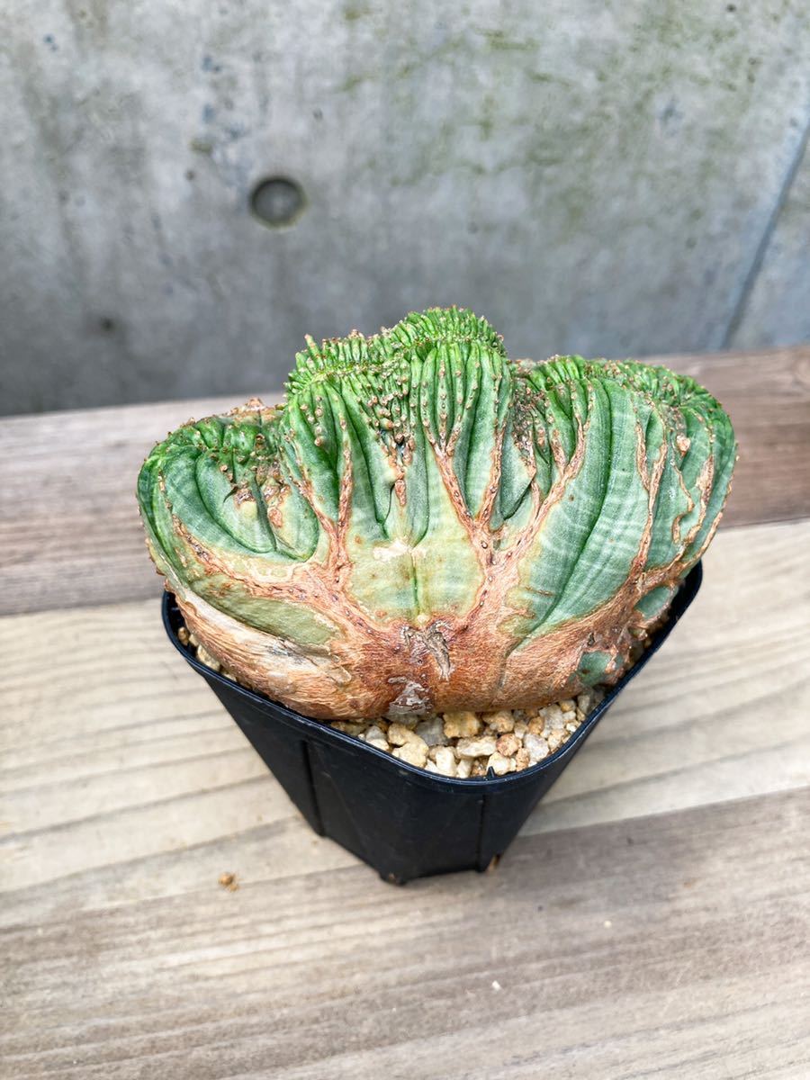 N□ 綴化 □ ユーフォルビア・オベサ モンスト □Euphorbia obesa
