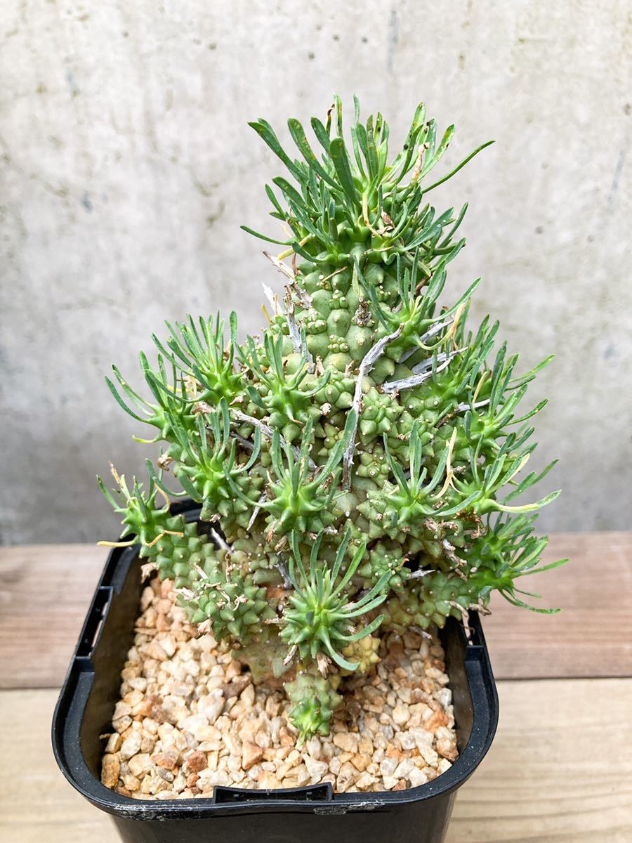 Euphorbia multiceps D163【良形・多頭】ユーフォルビア Euphorbia multiceps D163【良形・多頭】ユーフォルビア