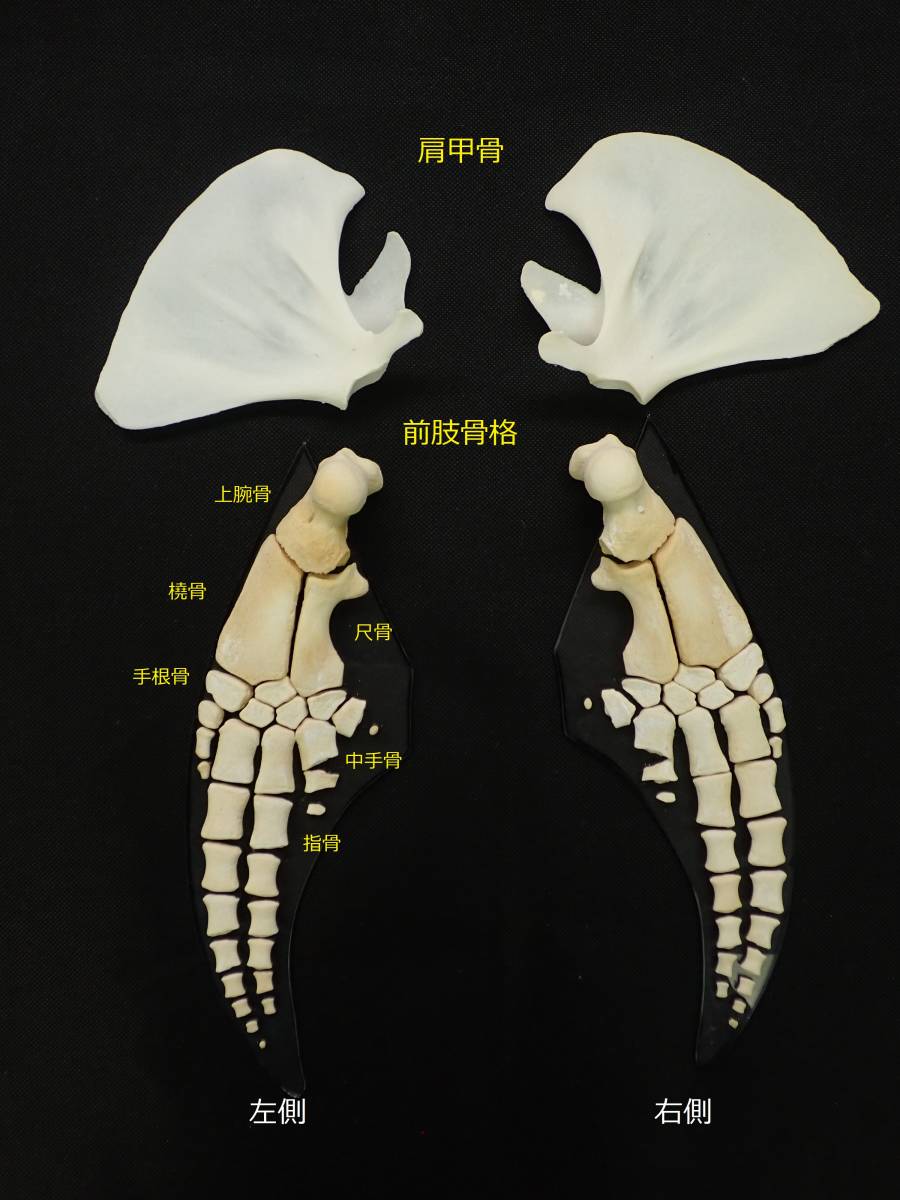 K0079-14★マダライルカ 前肢（胸鰭）骨格標本★【骨 骨格 科学 自由研究 生物 標本 インテリア 】