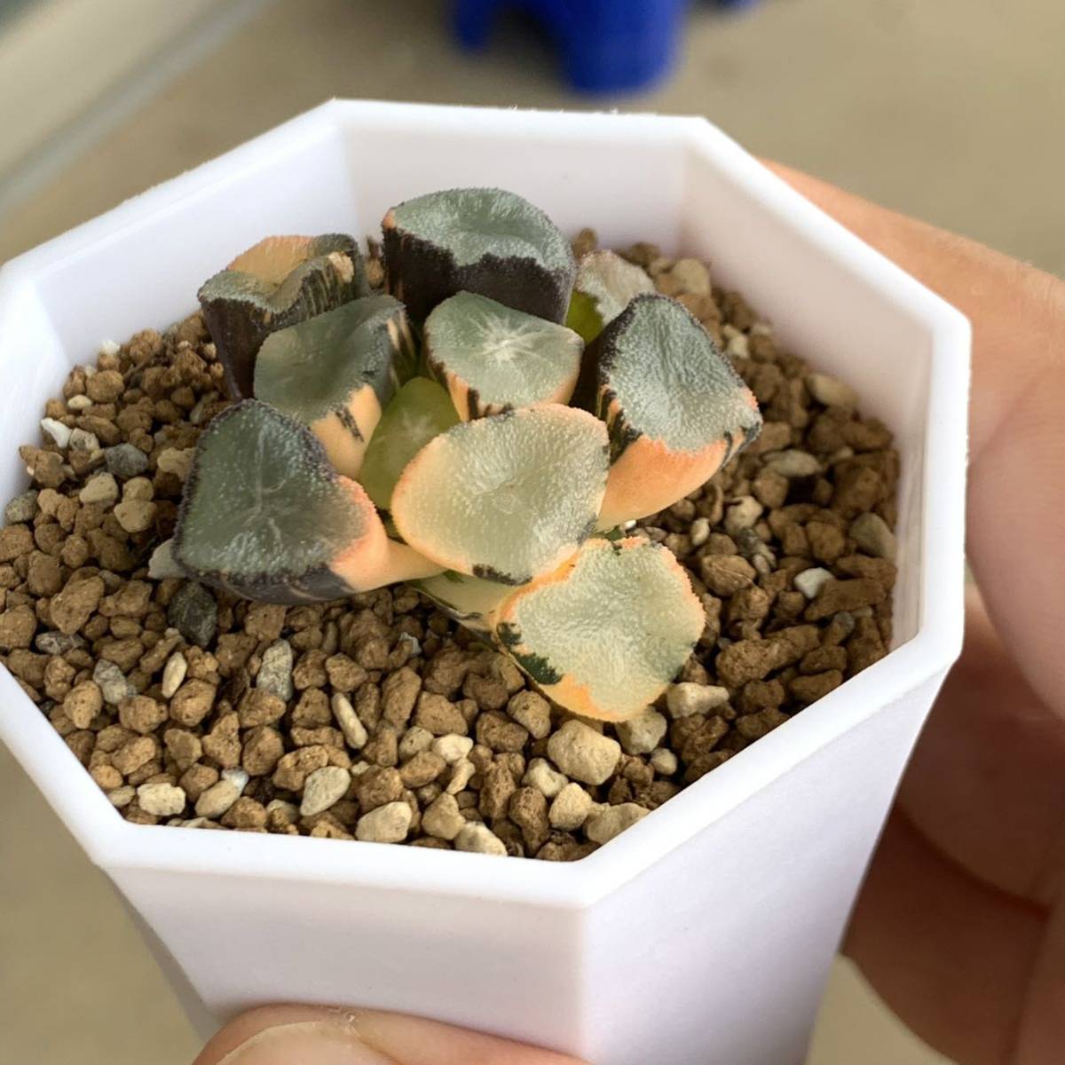 2022春大特価セール! 多肉植物 ハオルチア 万象錦 紫雲殿 植物/観葉