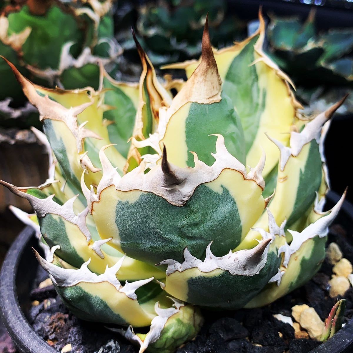 4□厳選□アガベ チタノタ□スナグル トゥース□agave titanota