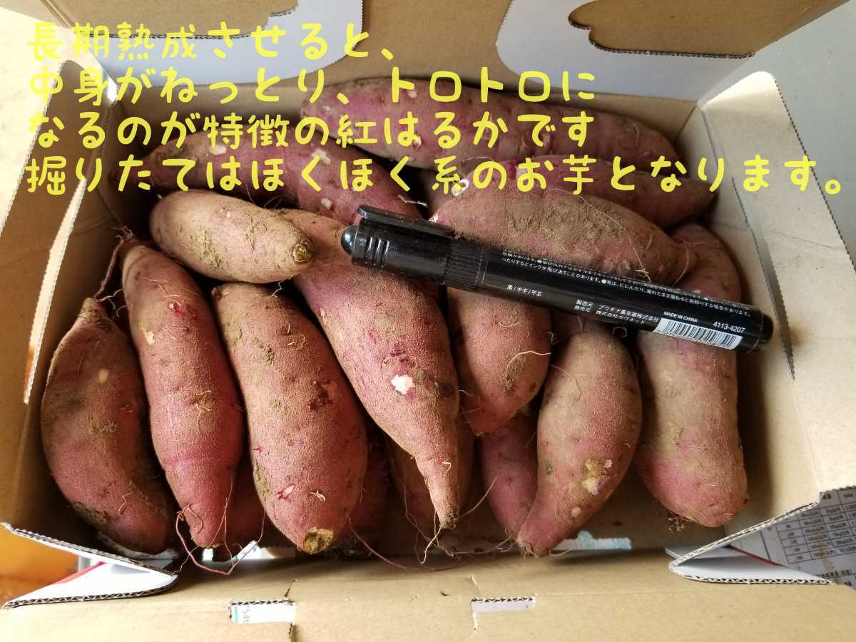 15㌔令和4年度新物初物サツマイモ紅はるかSサイズ土付茨城県減農薬栽培_画像3