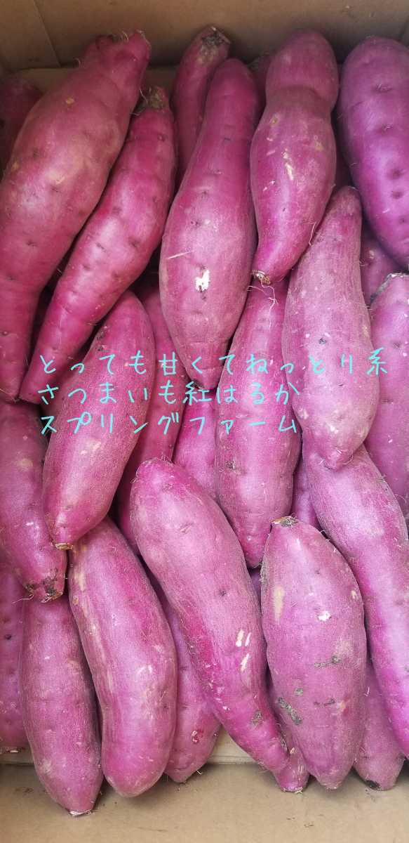 15㌔令和4年度新物初物サツマイモ紅はるかSサイズ土付茨城県減農薬栽培_画像6