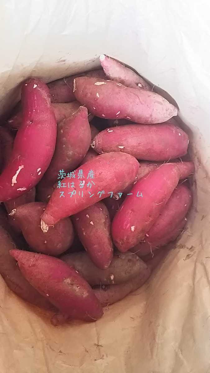 15㌔令和4年度新物初物サツマイモ紅はるかSサイズ土付茨城県減農薬栽培_画像7