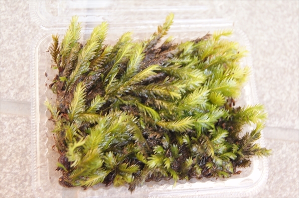 # Kyoto production # howe ougoke phoenix moss / moss cultivation kokedama kokelium terrarium aquarium moss bonsai tube UB16