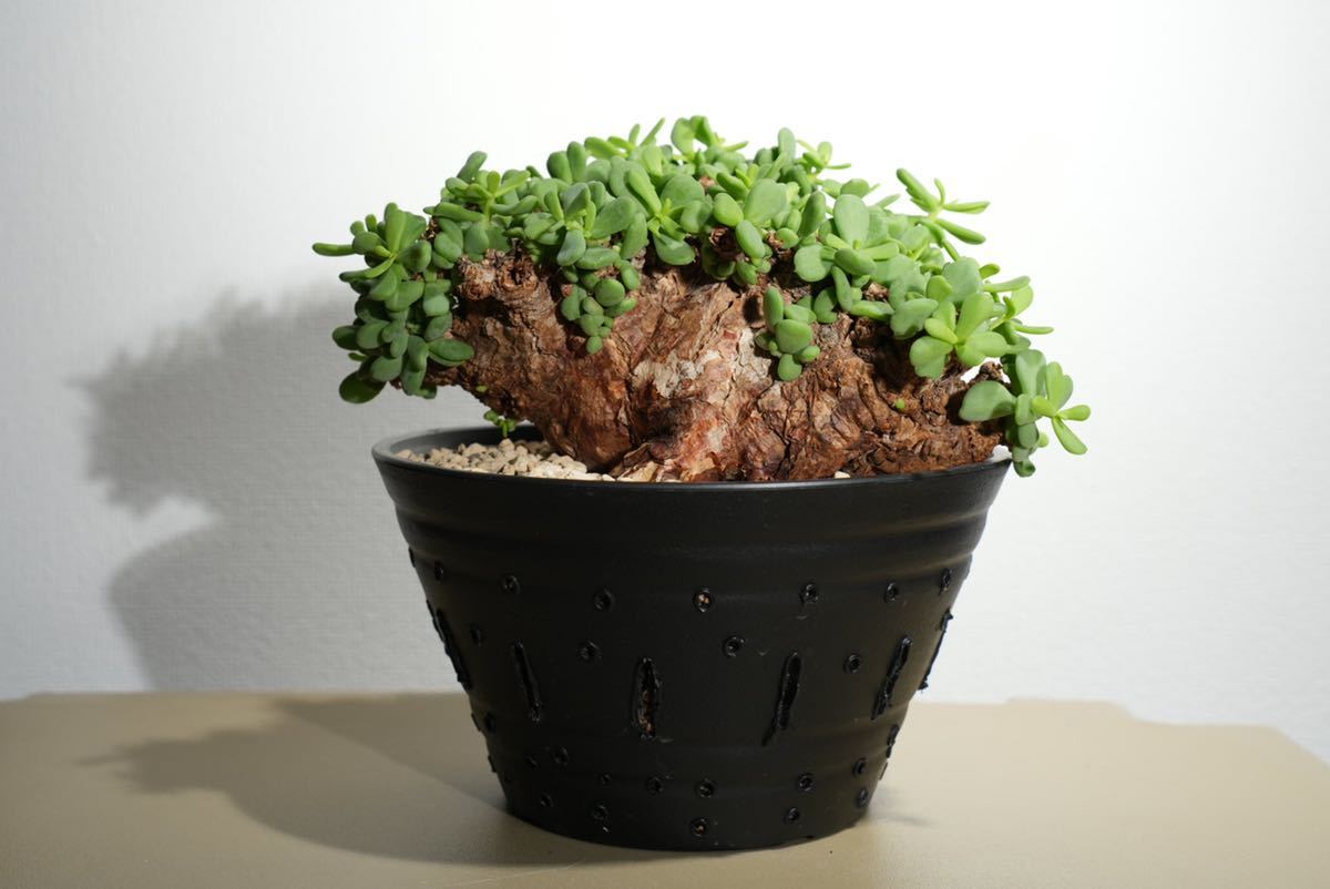 ケラリア ピグマエア/Ceraria pygmaea塊根植物 売り切り