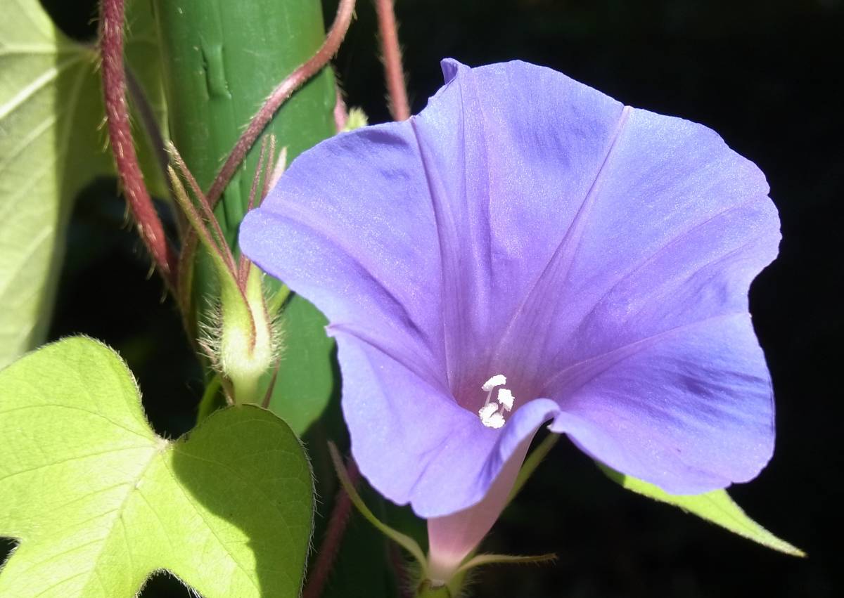 アサガオの種　30粒　青　紫　自家採取　　_画像3