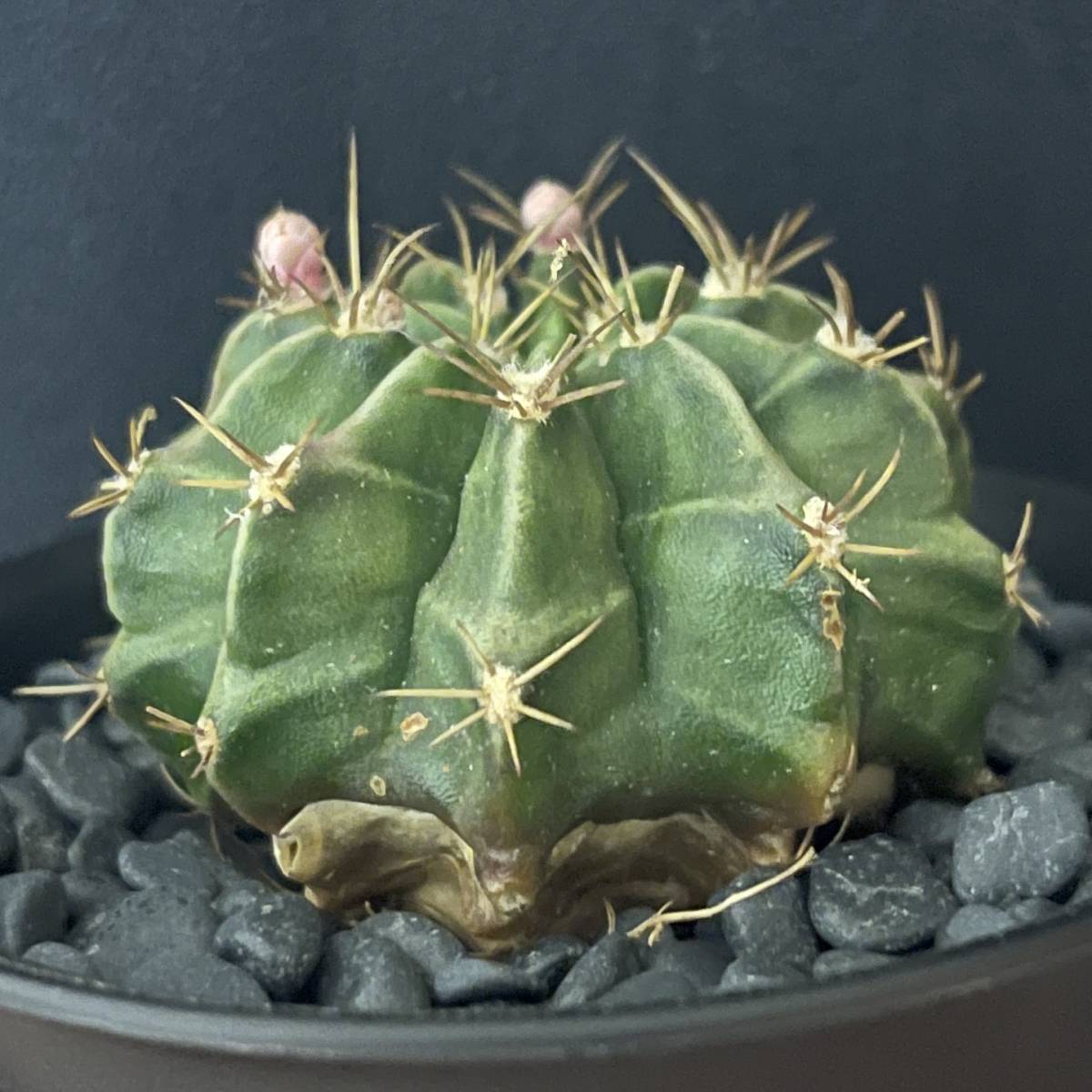 ギムノカリキウム ミハノビッチ/Gymnocalycium mihanovichii 観葉植物 多肉植物 珍奇植物 サボテン ビザールプランツ_画像5