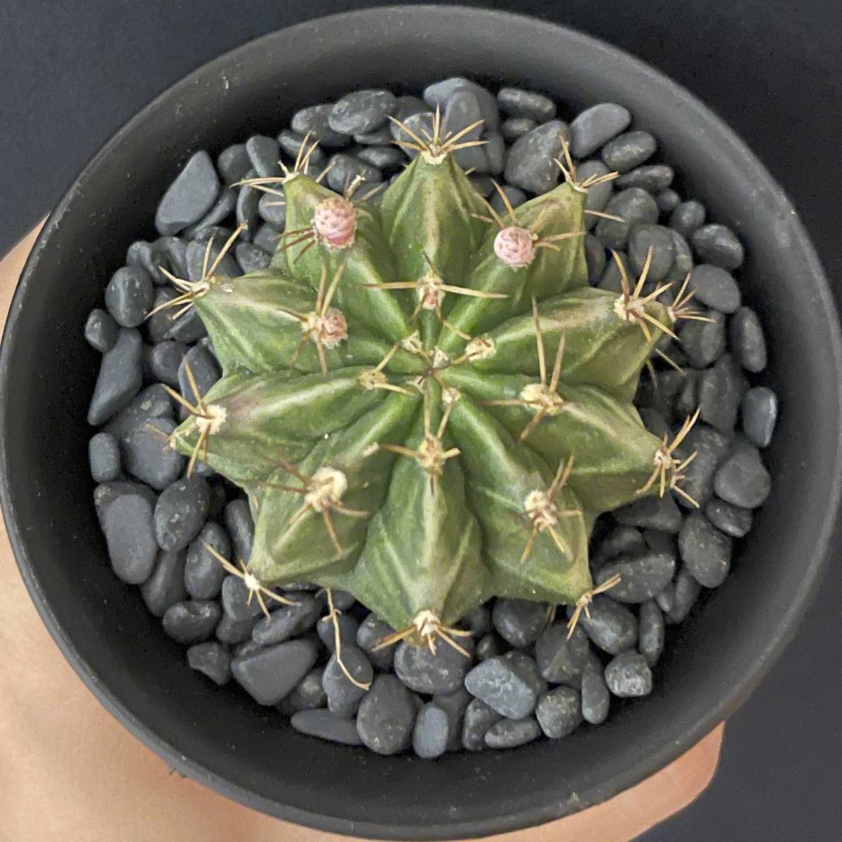 ギムノカリキウム ミハノビッチ/Gymnocalycium mihanovichii 観葉植物 多肉植物 珍奇植物 サボテン ビザールプランツ_画像4