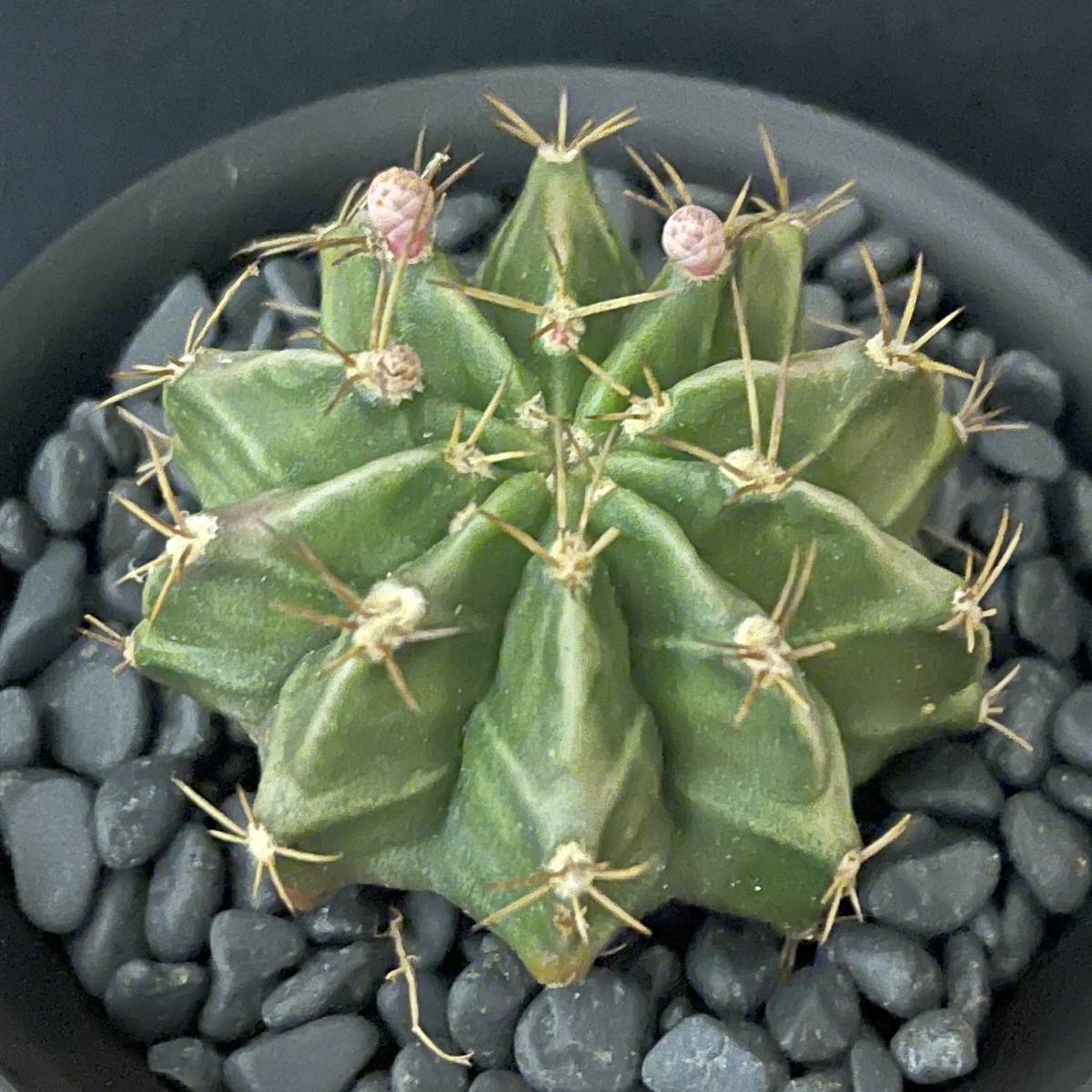 ギムノカリキウム ミハノビッチ/Gymnocalycium mihanovichii 観葉植物 多肉植物 珍奇植物 サボテン ビザールプランツ_画像1